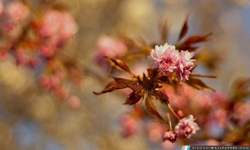 Fleurs de Sakura, Arrière-plans HD à télécharger