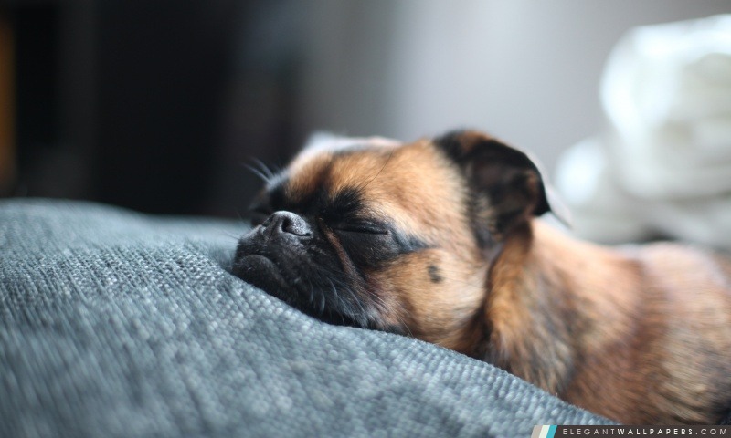 Sleeping Dog, Arrière-plans HD à télécharger
