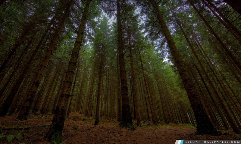 Belle forêt, Arrière-plans HD à télécharger