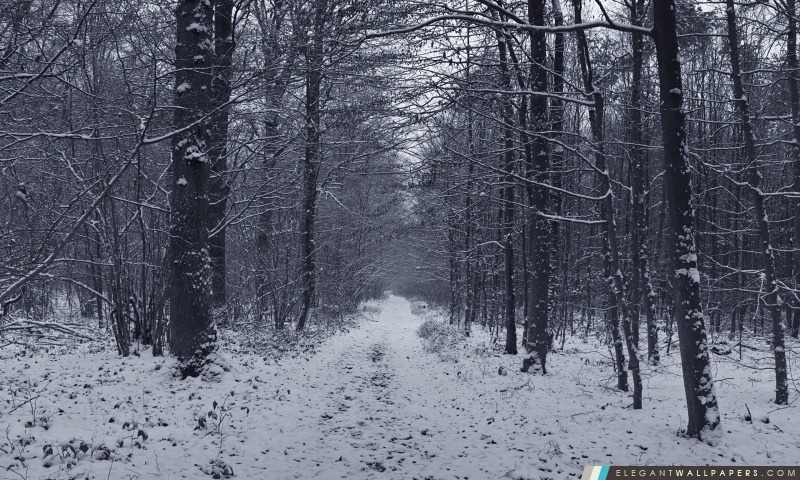 Winter Forest Path, Arrière-plans HD à télécharger