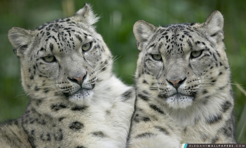 Deux Snow Leopard, Arrière-plans HD à télécharger