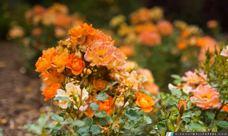 Orange Rose Garden, Arrière-plans HD à télécharger