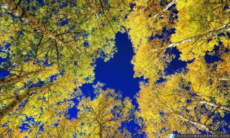 Feuilles jaunes Bouleaux, automne, Arrière-plans HD à télécharger