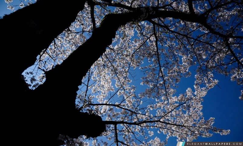 A regarder les fleurs de cerisier, Arrière-plans HD à télécharger