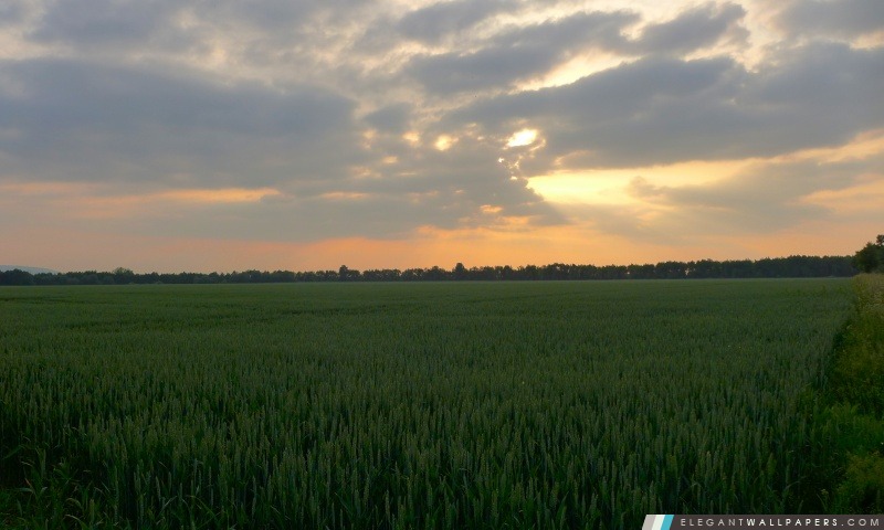 Coucher du soleil dans le champ de blé, Arrière-plans HD à télécharger