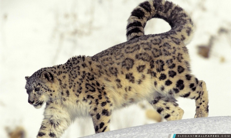 Snow Leopard dans la neige, Arrière-plans HD à télécharger