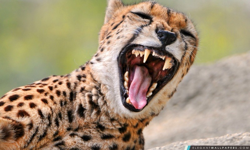 Cheetah bâillement, Arrière-plans HD à télécharger