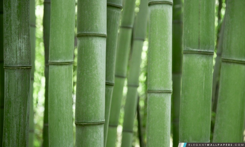 Bamboo arbres, Arrière-plans HD à télécharger