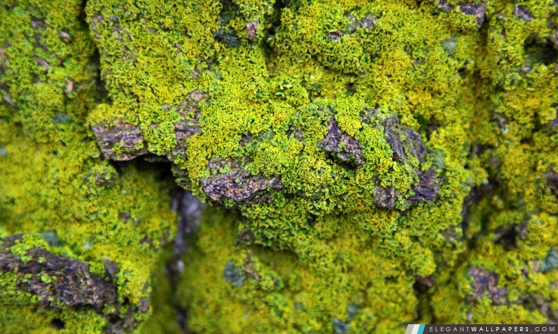 Lichens sur un rocher, Arrière-plans HD à télécharger