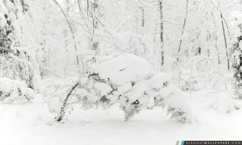 Arbres pliant sous le poids de la neige, Arrière-plans HD à télécharger