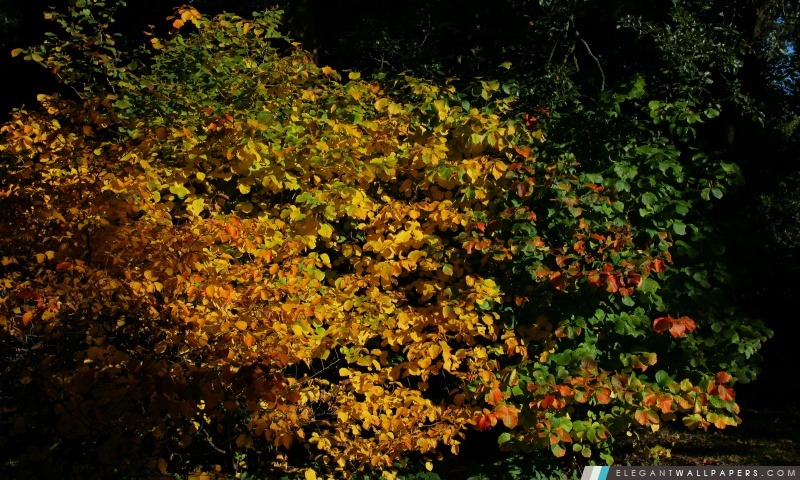 Une scène d'automne à l'Arboretum, Arrière-plans HD à télécharger