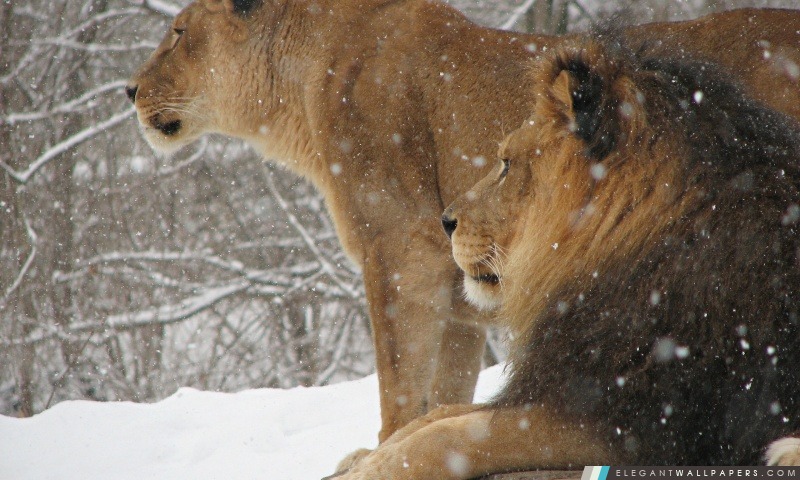 Lionne et de lion, Arrière-plans HD à télécharger