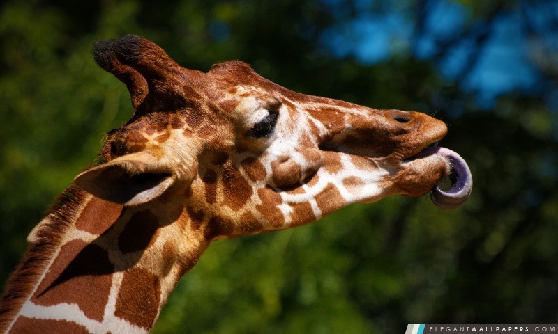 Girafe collant sa langue, Arrière-plans HD à télécharger