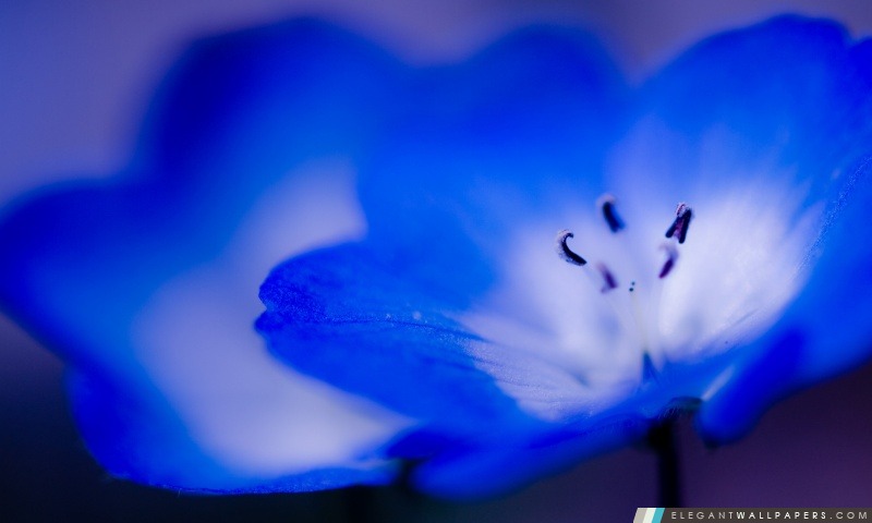 Fleurs bleues Macro, Arrière-plans HD à télécharger