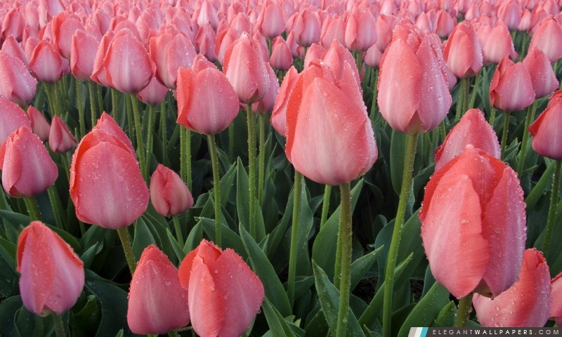 Tulipes roses Culture, Arrière-plans HD à télécharger