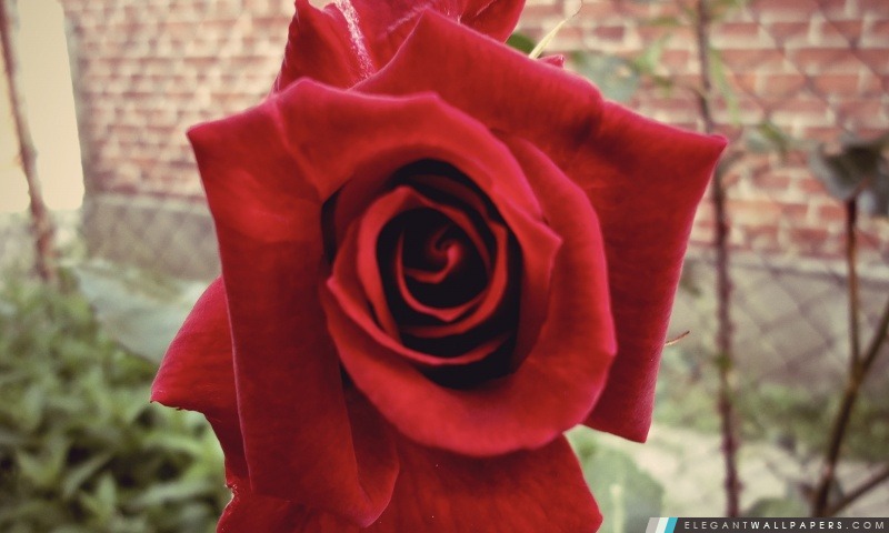 Vintage Rose, Arrière-plans HD à télécharger