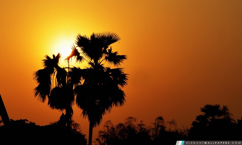 Coucher de soleil avec palmier, Arrière-plans HD à télécharger