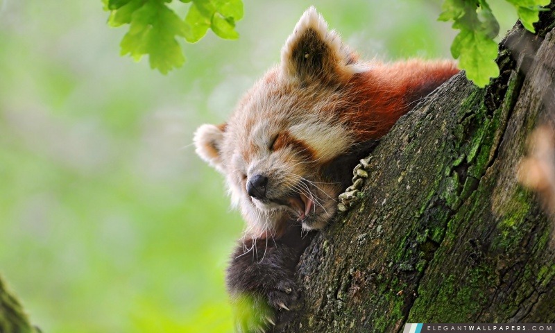 Red Panda dormir, Arrière-plans HD à télécharger