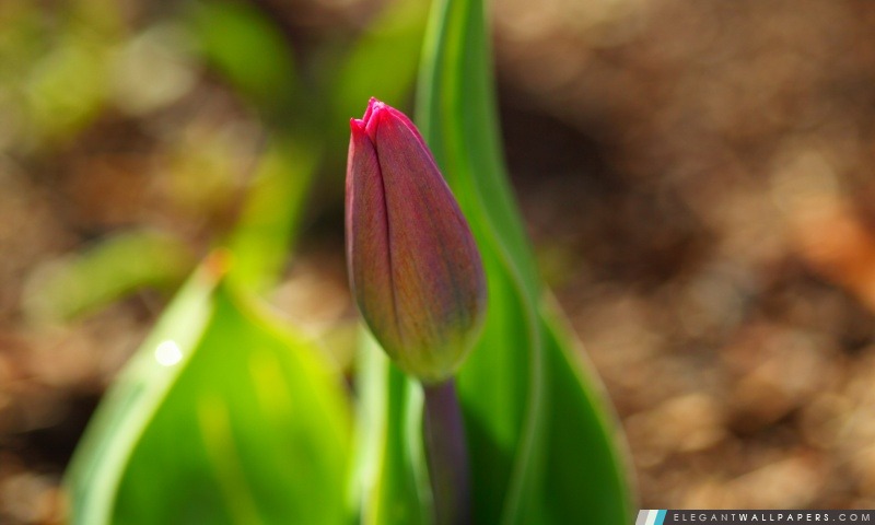 Early Spring Tulip, Arrière-plans HD à télécharger