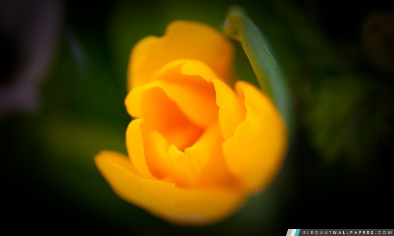 Macro Orange Tulip, Arrière-plans HD à télécharger