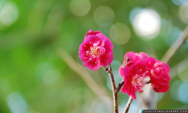 Red Plum Blossoms, Arrière-plans HD à télécharger