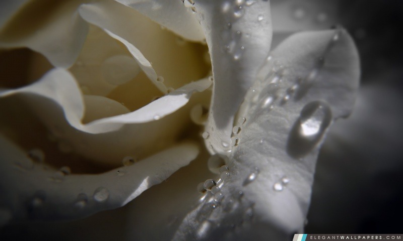 Gouttes Blanc Rose avec de l'eau, Arrière-plans HD à télécharger