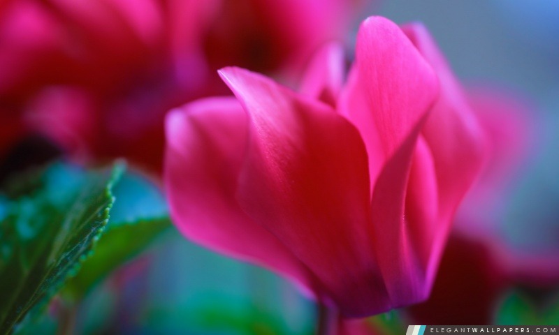 Fleur rose, Arrière-plans HD à télécharger