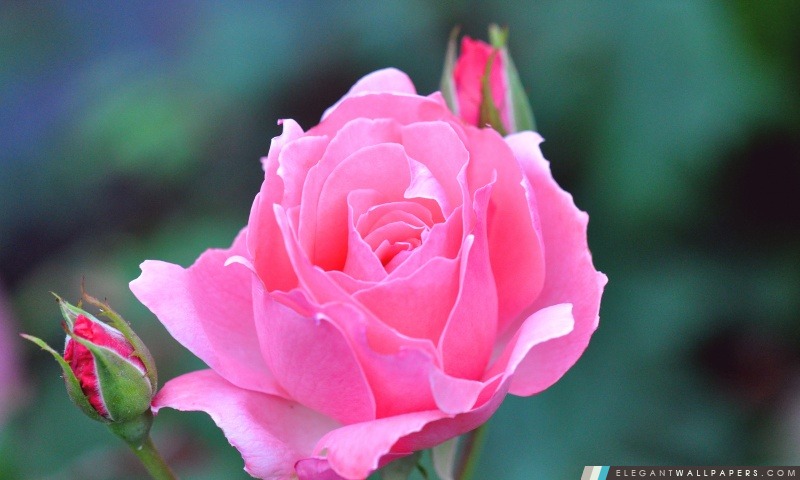 Une rose rose et deux bourgeons, Arrière-plans HD à télécharger