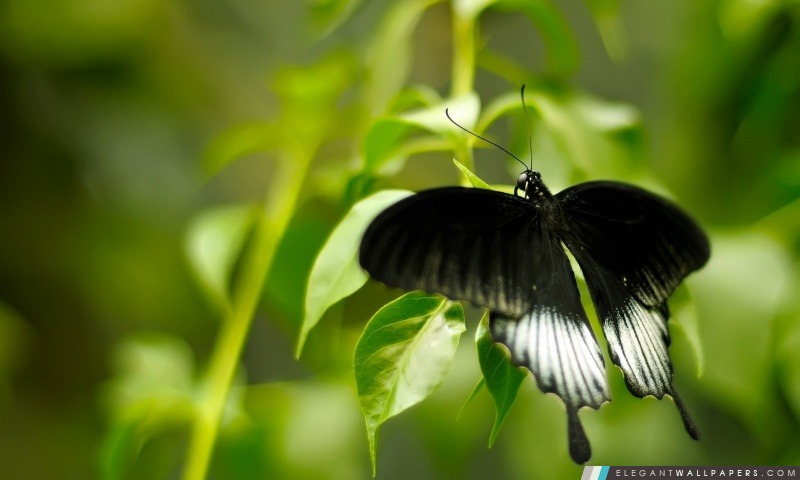 Papillon noir et blanc, Arrière-plans HD à télécharger