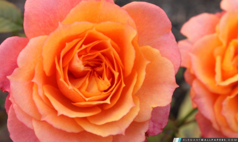 Orange Roses, Arrière-plans HD à télécharger
