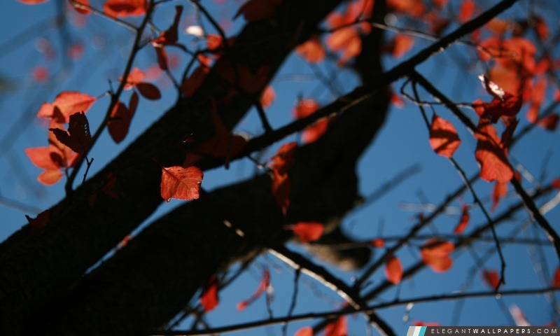 Arbre avec des feuilles rouges, automne, Arrière-plans HD à télécharger