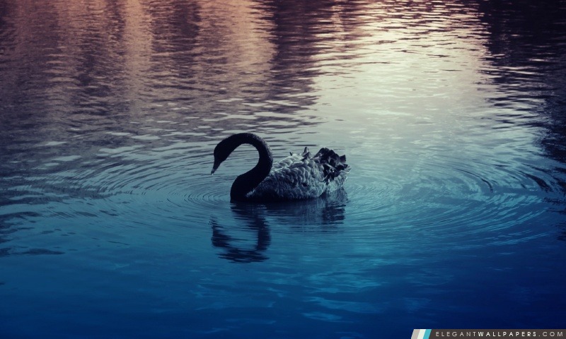 Black Swan, Arrière-plans HD à télécharger