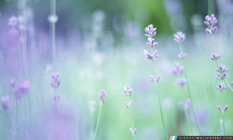 Flouté petites fleurs violettes, Arrière-plans HD à télécharger