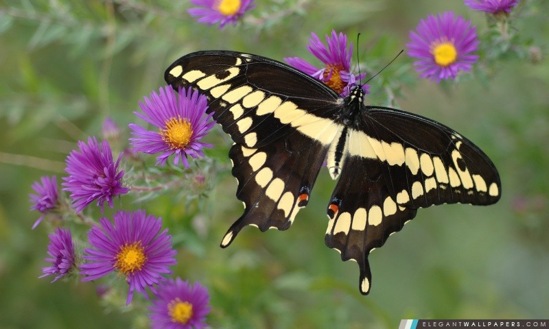 Papillon sur la fleur pourpre, Arrière-plans HD à télécharger