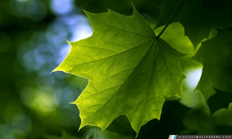 Green Leaf, Arrière-plans HD à télécharger
