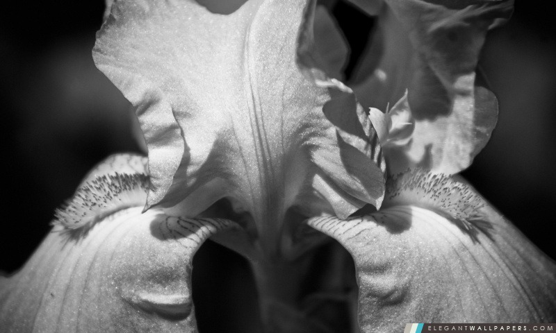 Iris noir et blanc, Arrière-plans HD à télécharger