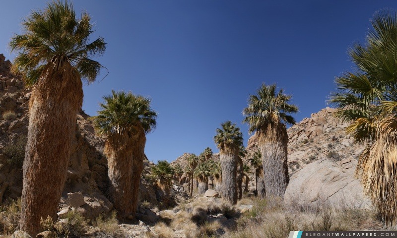 Desert Oasis, Arrière-plans HD à télécharger
