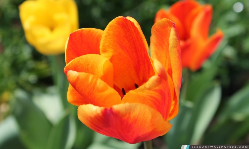 Tulipe, Arrière-plans HD à télécharger