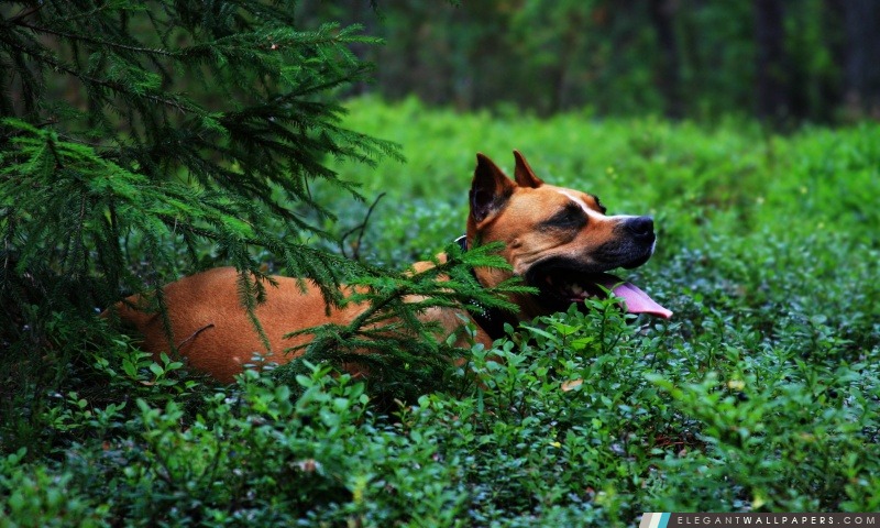 Staffordshire Terrier, Arrière-plans HD à télécharger