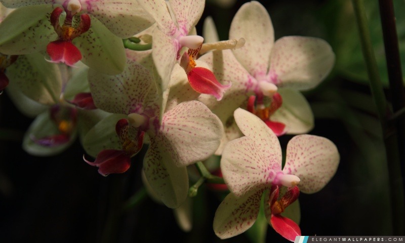 Orchidées blanches, Arrière-plans HD à télécharger