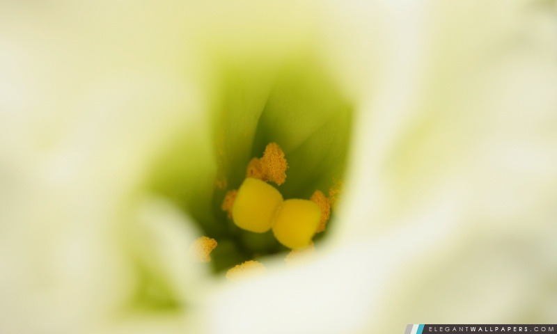 Fleur blanche étamine Détail, Arrière-plans HD à télécharger