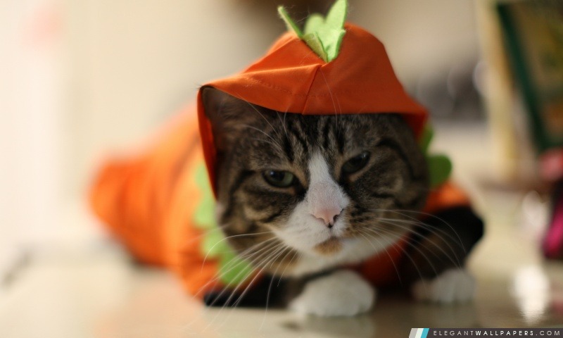 Halloween drôle de chat, Arrière-plans HD à télécharger