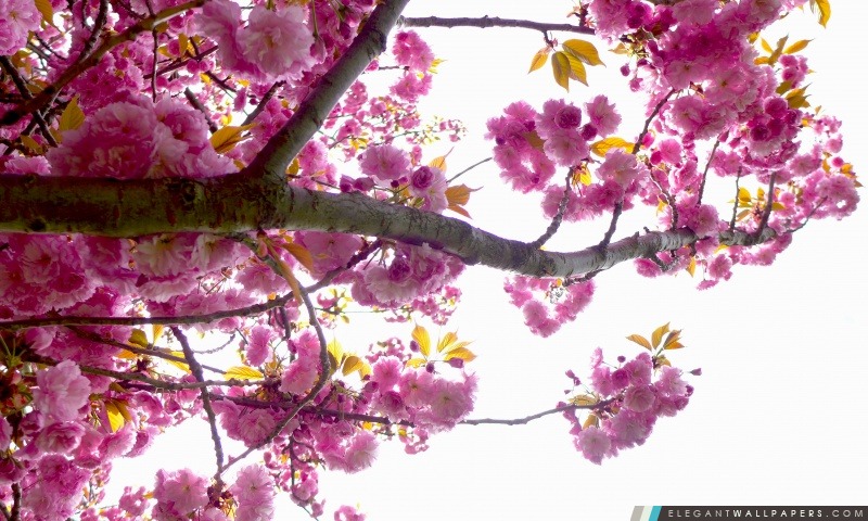 Fleurs arbre, Arrière-plans HD à télécharger