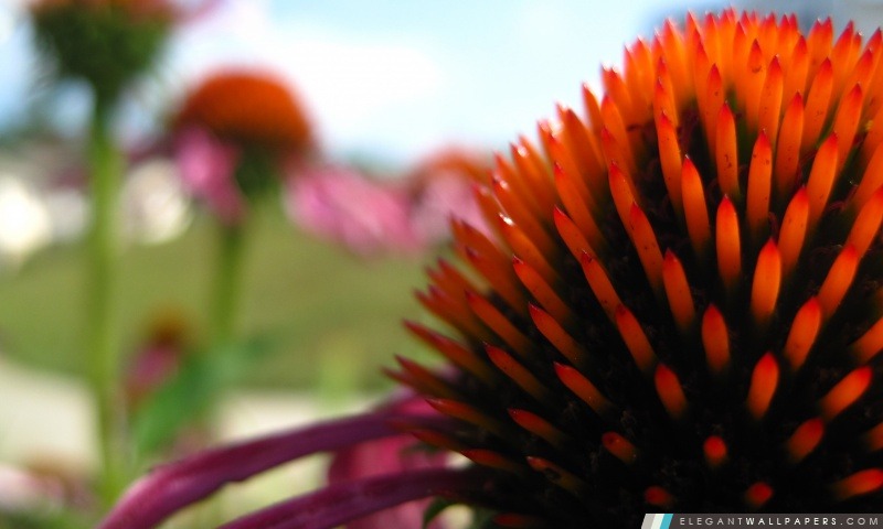 Echinacea En été, Arrière-plans HD à télécharger