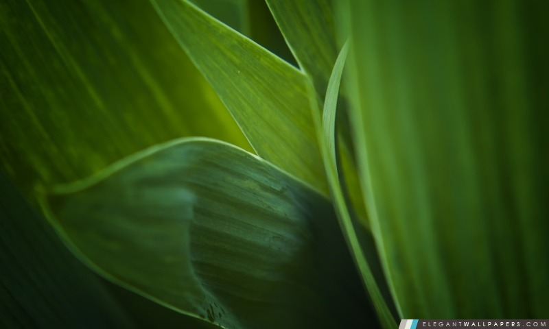 Les feuilles vertes, Arrière-plans HD à télécharger