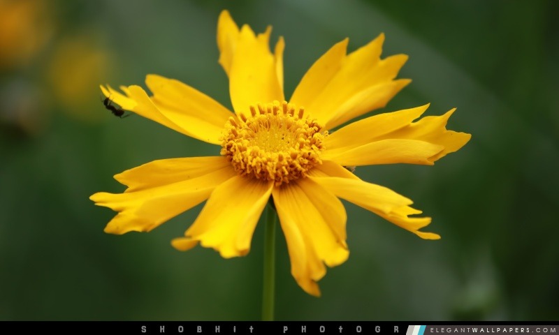 Yellow Blossom, Arrière-plans HD à télécharger