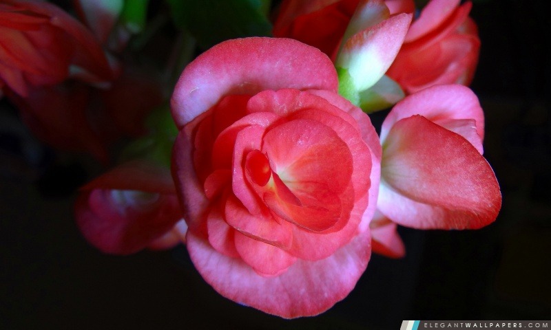 Fleurs roses, Arrière-plans HD à télécharger