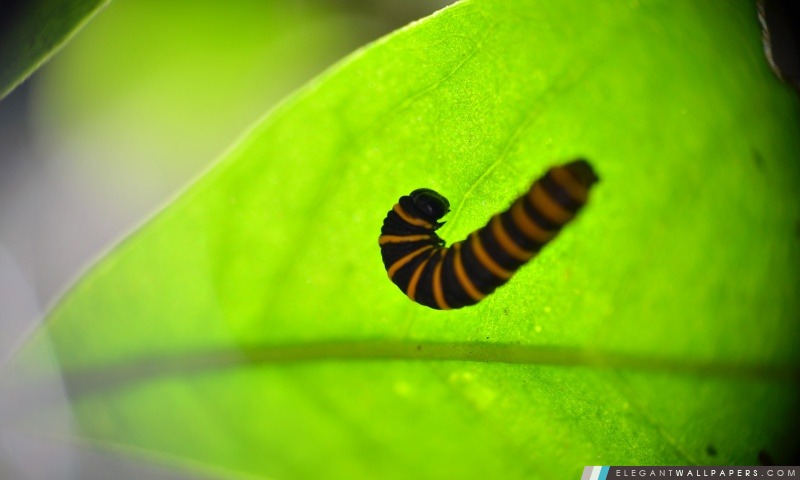 Caterpillar dans une feuille, Arrière-plans HD à télécharger