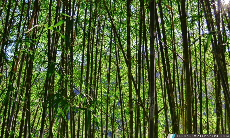 Bambous, Arrière-plans HD à télécharger