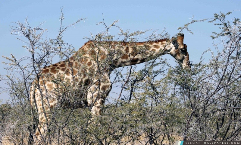Girafe manger dans un arbre, Arrière-plans HD à télécharger